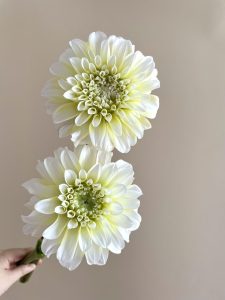 Top 20 loài hoa đẹp nhất thế giới