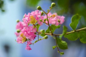 Top 20 loài hoa đẹp nhất thế giới