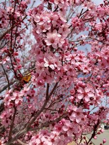 Top 20 loài hoa đẹp nhất thế giới