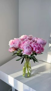 Hoa mẫu đơn: Hiện thân của vẻ đẹp quý phái