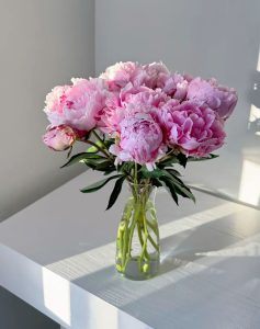 Hoa mẫu đơn: Hiện thân của vẻ đẹp quý phái